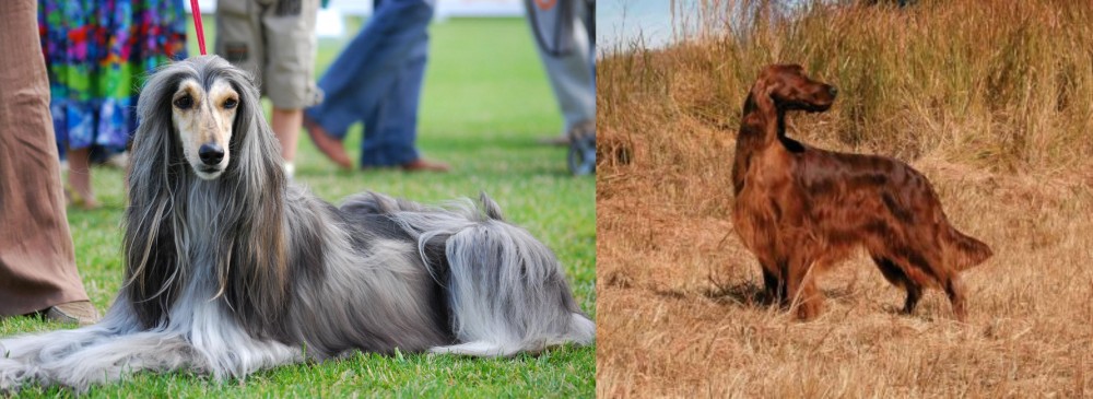 Irish Setter vs Afghan Hound - Breed Comparison
