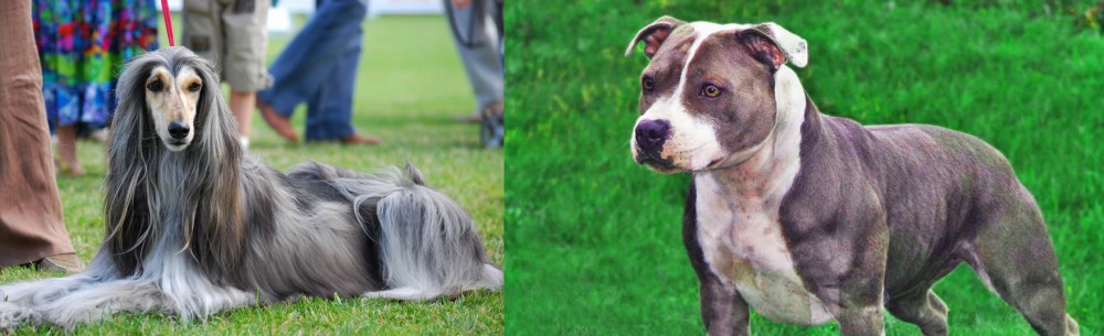 Irish Staffordshire Bull Terrier vs Afghan Hound - Breed Comparison