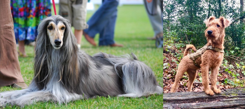 Irish Terrier vs Afghan Hound - Breed Comparison