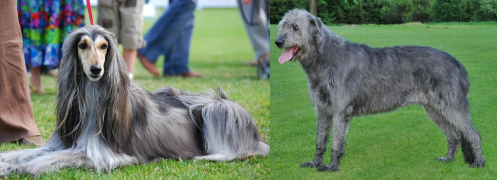 Irish Wolfhound vs Afghan Hound - Breed Comparison