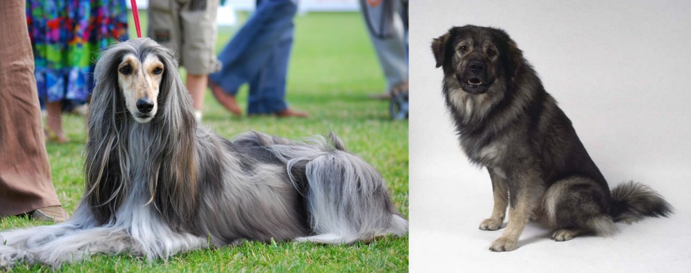 Istrian Sheepdog vs Afghan Hound - Breed Comparison