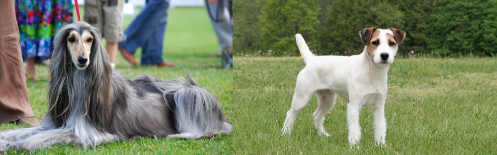 Jack Russell Terrier vs Afghan Hound - Breed Comparison