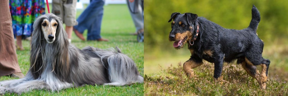 Jagdterrier vs Afghan Hound - Breed Comparison
