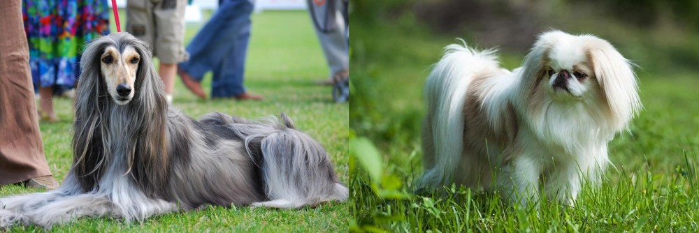 Japanese Chin vs Afghan Hound - Breed Comparison
