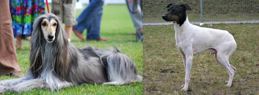 Japanese Terrier vs Afghan Hound - Breed Comparison