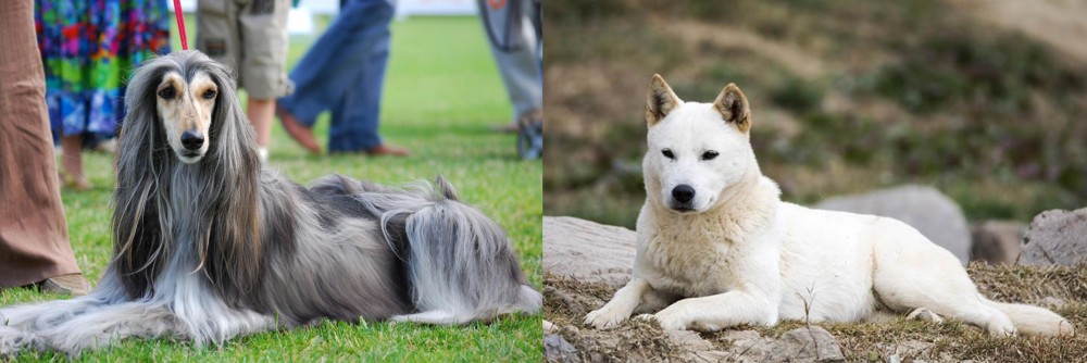 Jindo vs Afghan Hound - Breed Comparison