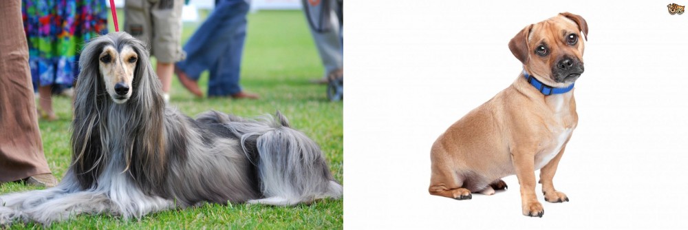 Jug vs Afghan Hound - Breed Comparison