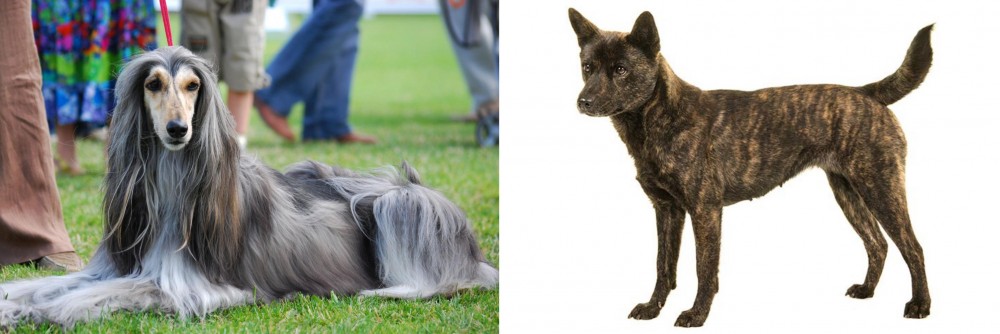 Kai Ken vs Afghan Hound - Breed Comparison