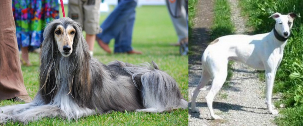 Kaikadi vs Afghan Hound - Breed Comparison