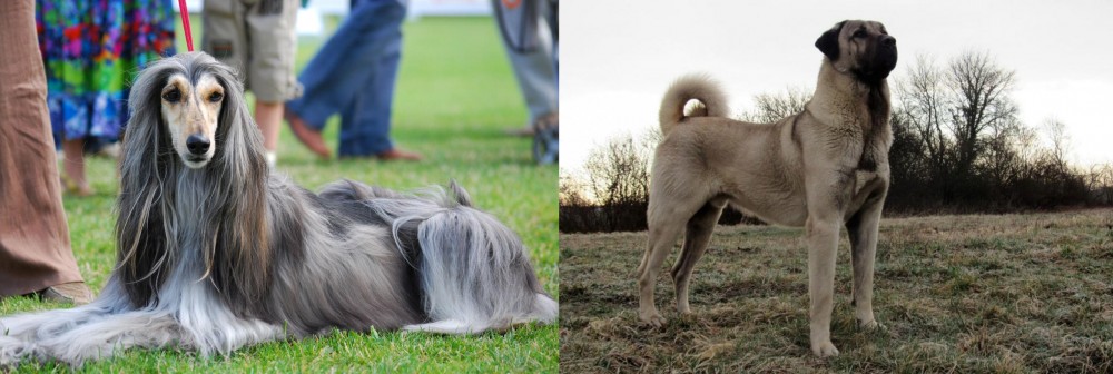 Kangal Dog vs Afghan Hound - Breed Comparison