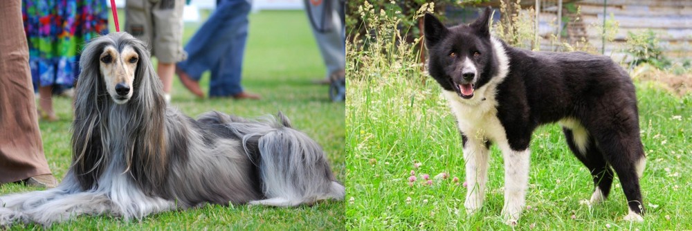 Karelian Bear Dog vs Afghan Hound - Breed Comparison