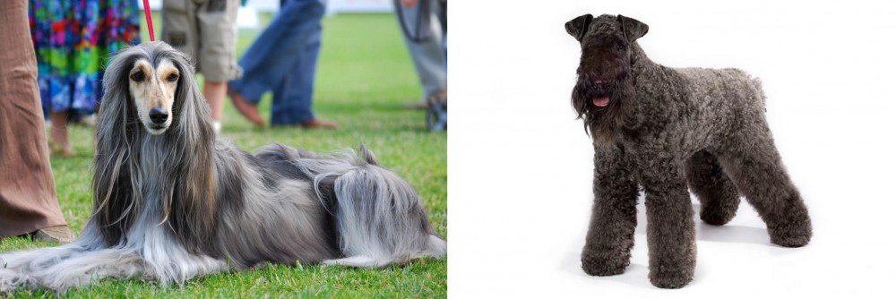 Kerry Blue Terrier vs Afghan Hound - Breed Comparison