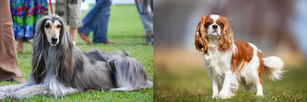 King Charles Spaniel vs Afghan Hound - Breed Comparison
