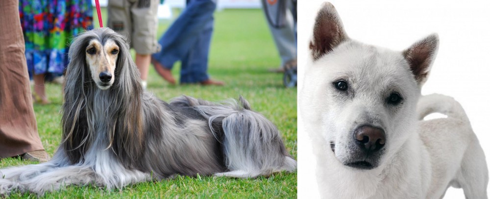 Kishu vs Afghan Hound - Breed Comparison