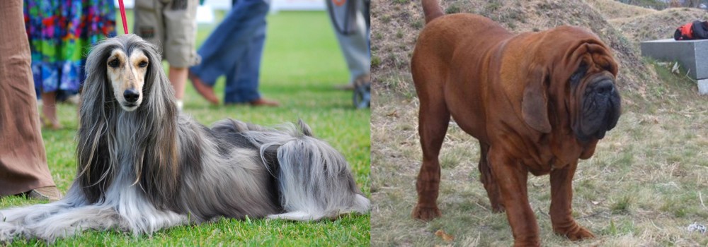 Korean Mastiff vs Afghan Hound - Breed Comparison