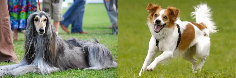 Kromfohrlander vs Afghan Hound - Breed Comparison