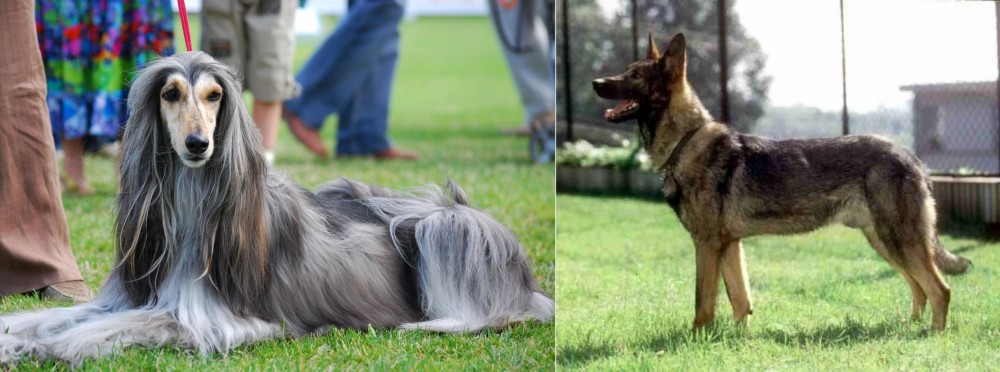 Kunming Dog vs Afghan Hound - Breed Comparison