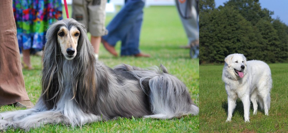 Kuvasz vs Afghan Hound - Breed Comparison