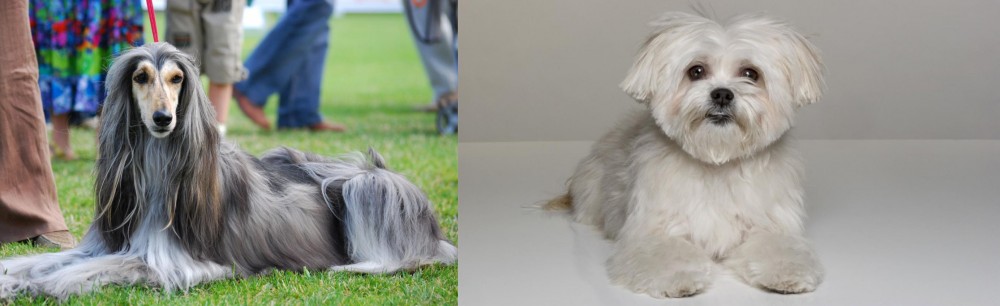 Kyi-Leo vs Afghan Hound - Breed Comparison