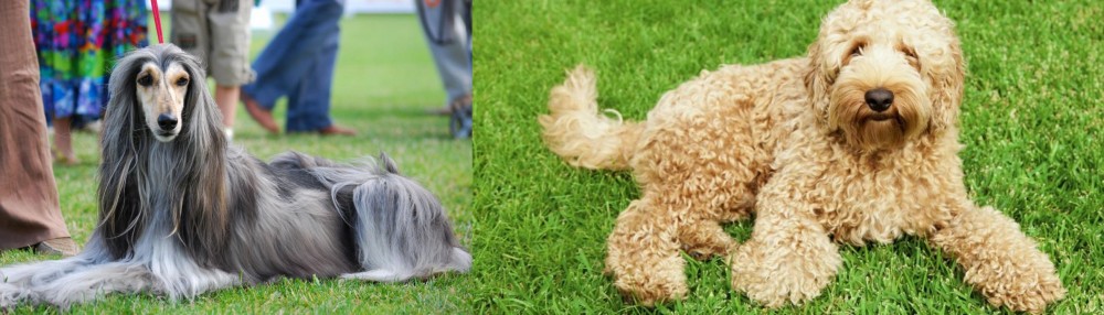 Labradoodle vs Afghan Hound - Breed Comparison