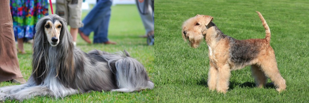 Lakeland Terrier vs Afghan Hound - Breed Comparison