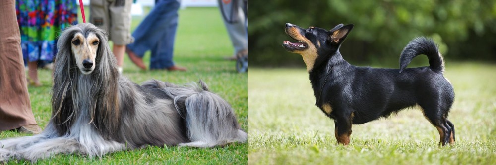 Lancashire Heeler vs Afghan Hound - Breed Comparison