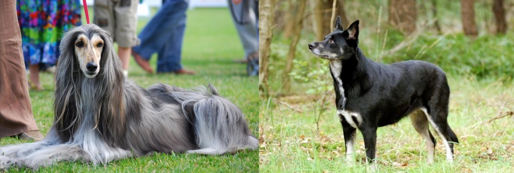 Lapponian Herder vs Afghan Hound - Breed Comparison