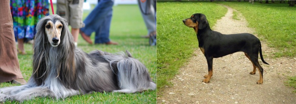 Latvian Hound vs Afghan Hound - Breed Comparison