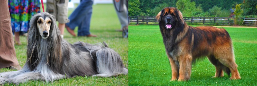 Leonberger vs Afghan Hound - Breed Comparison