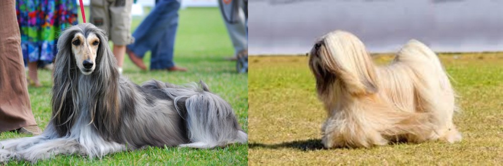Lhasa Apso vs Afghan Hound - Breed Comparison