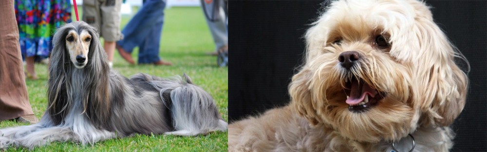 Lhasapoo vs Afghan Hound - Breed Comparison