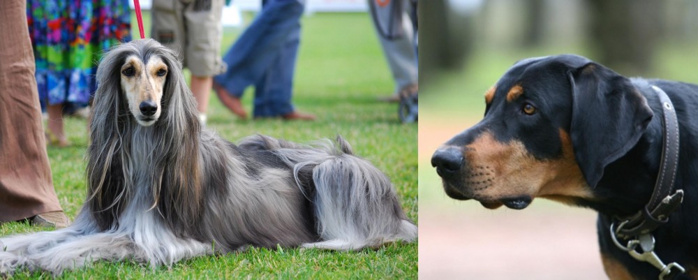 Lithuanian Hound vs Afghan Hound - Breed Comparison