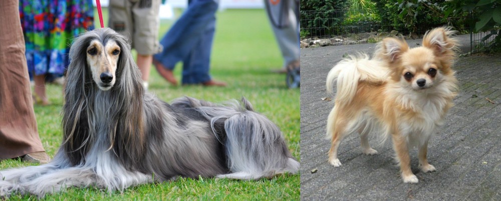 Long Haired Chihuahua vs Afghan Hound - Breed Comparison