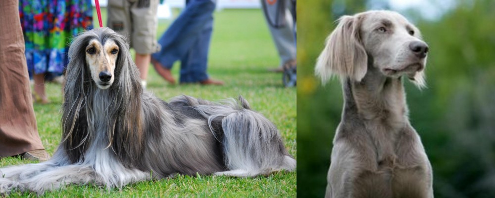 Longhaired Weimaraner vs Afghan Hound - Breed Comparison