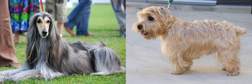 Lucas Terrier vs Afghan Hound - Breed Comparison