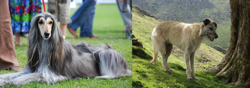 Lurcher vs Afghan Hound - Breed Comparison