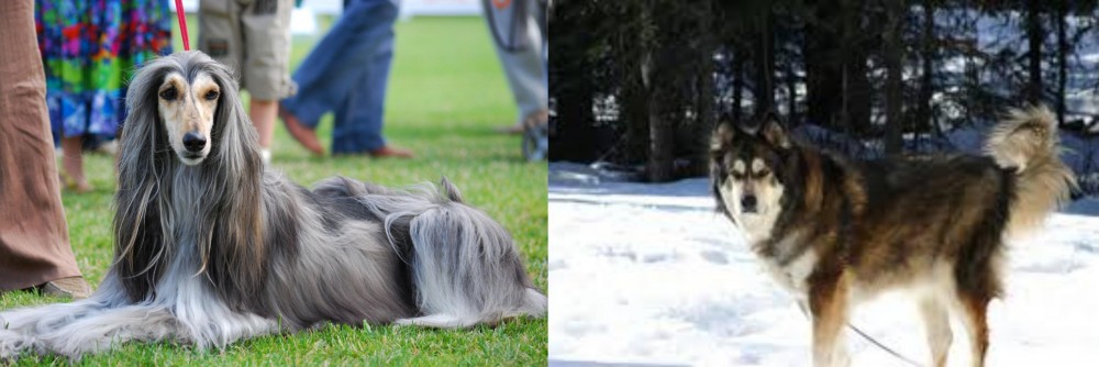 Mackenzie River Husky vs Afghan Hound - Breed Comparison