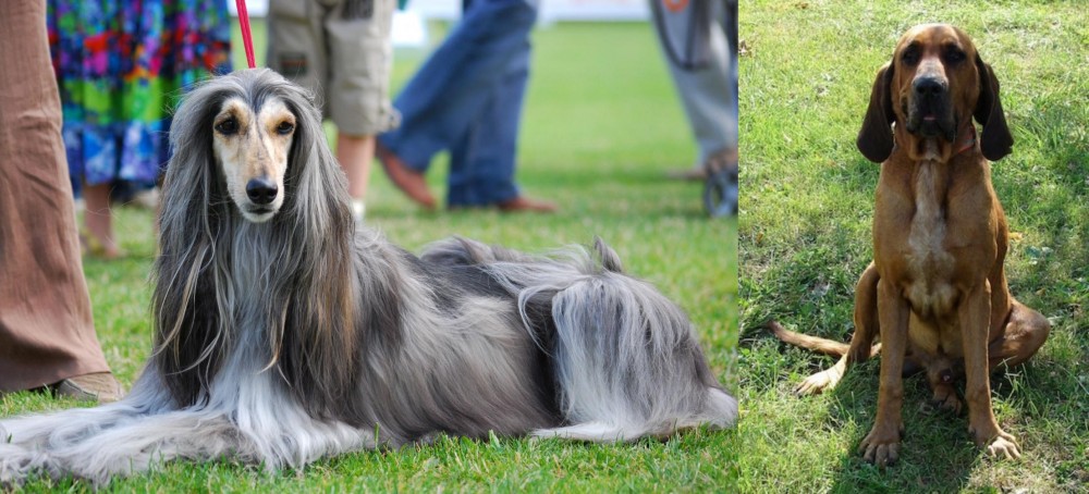 Majestic Tree Hound vs Afghan Hound - Breed Comparison