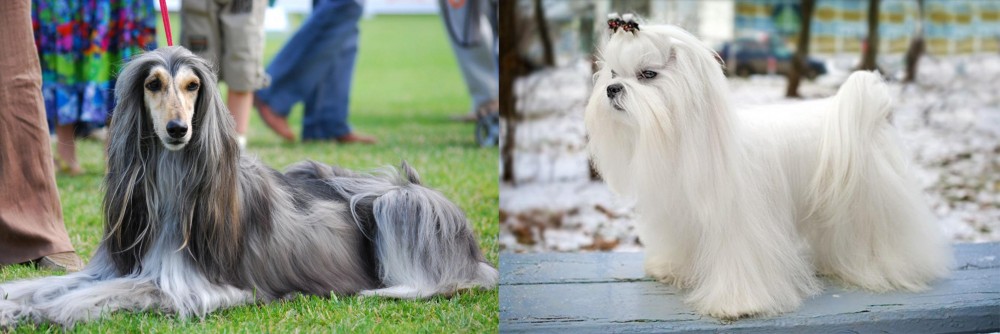 Maltese vs Afghan Hound - Breed Comparison