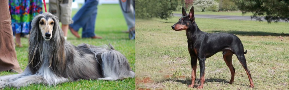 Manchester Terrier vs Afghan Hound - Breed Comparison