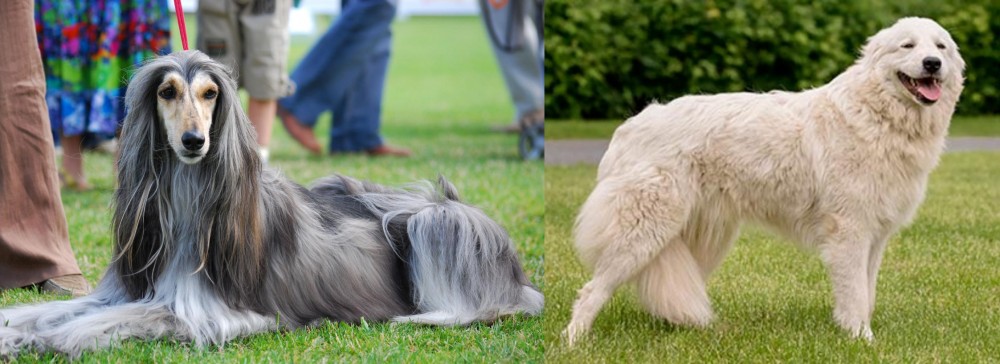 Maremma Sheepdog vs Afghan Hound - Breed Comparison