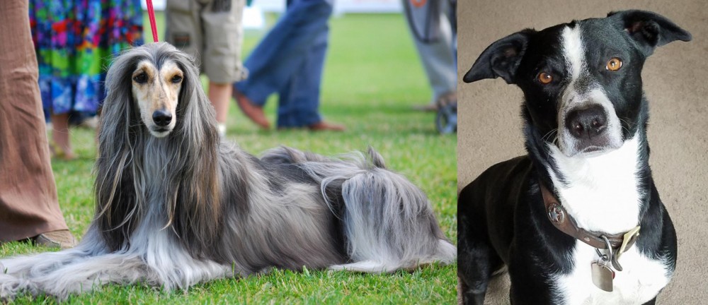 McNab vs Afghan Hound - Breed Comparison