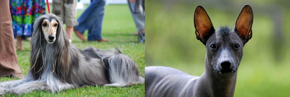 Mexican Hairless vs Afghan Hound - Breed Comparison