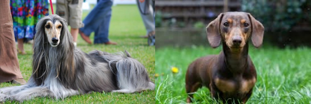 Miniature Dachshund vs Afghan Hound - Breed Comparison