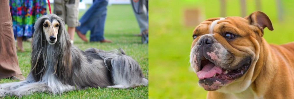 Miniature English Bulldog vs Afghan Hound - Breed Comparison