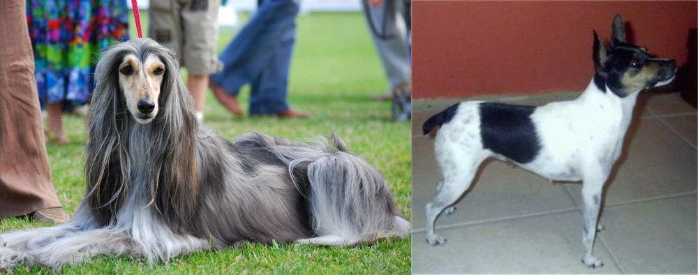 Miniature Fox Terrier vs Afghan Hound - Breed Comparison