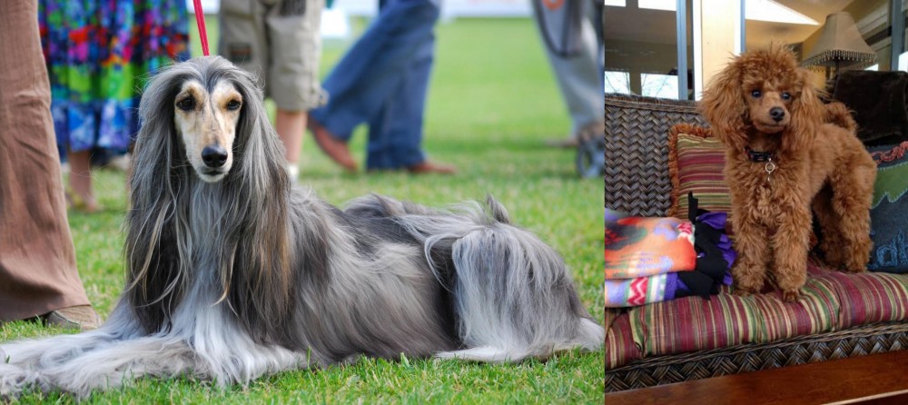Miniature Poodle vs Afghan Hound - Breed Comparison