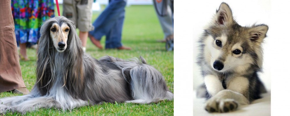 Miniature Siberian Husky vs Afghan Hound - Breed Comparison