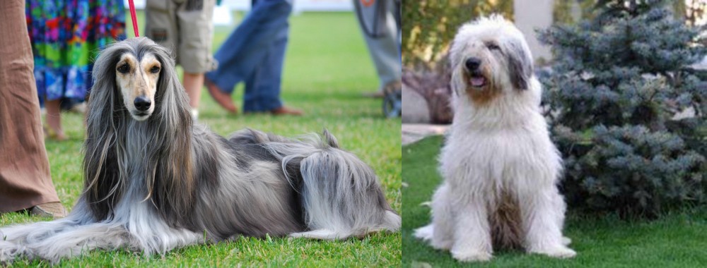 Mioritic Sheepdog vs Afghan Hound - Breed Comparison