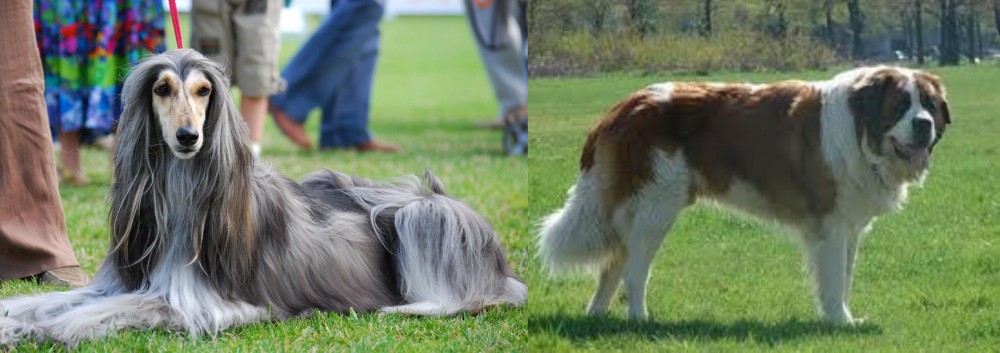 Moscow Watchdog vs Afghan Hound - Breed Comparison